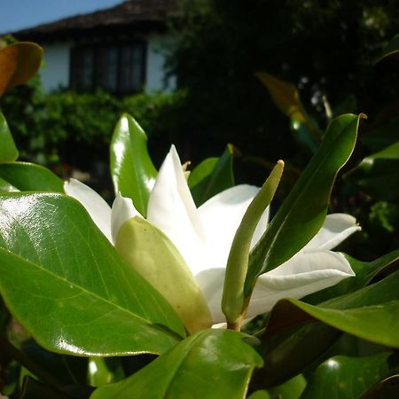 Guesthouse Peyna 外观 照片